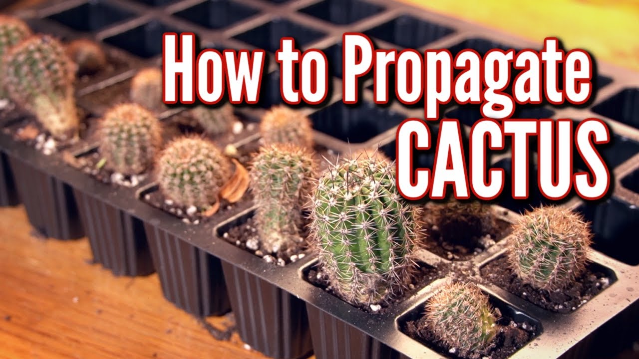 КАК РАЗМНОЖИТЬ КАКТУС САМЫМ ПРОСТЫМ СПОСОБОМ! 🌵