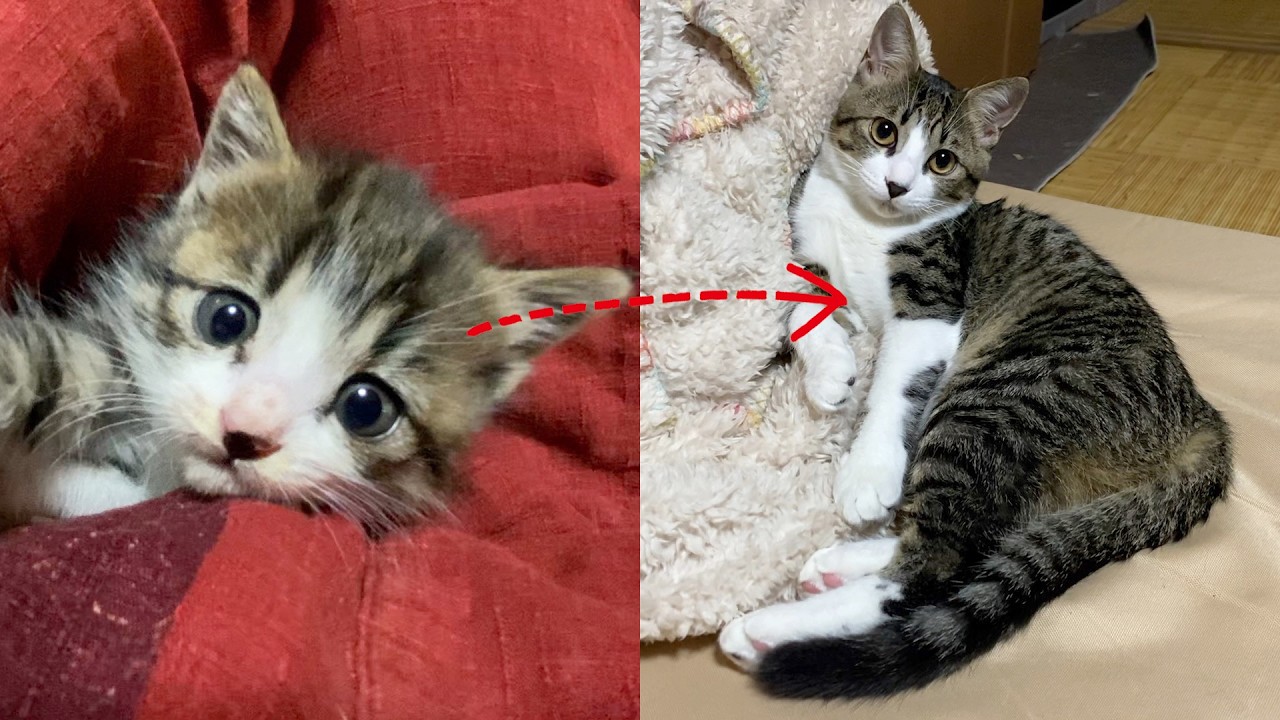 【Котенок, охраняемый на чердаке]】Рекорд роста за один год - история семьи с крепкими узами.