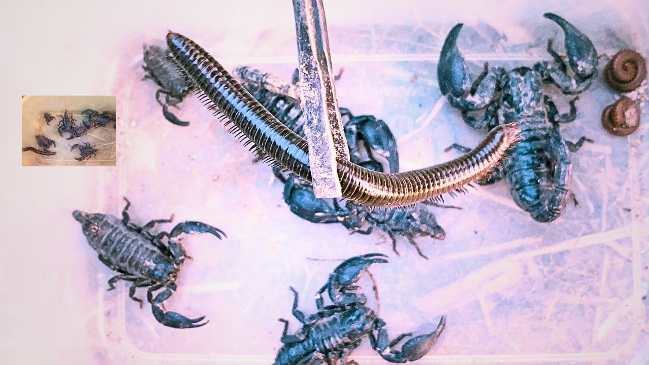 Wow I Insect to Hunting Giant Scorpions & Black Millipedes nearby Homeland