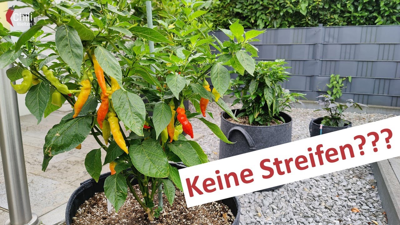 Stand der Anzucht 2022 Teil 15 - Keine Streifen!