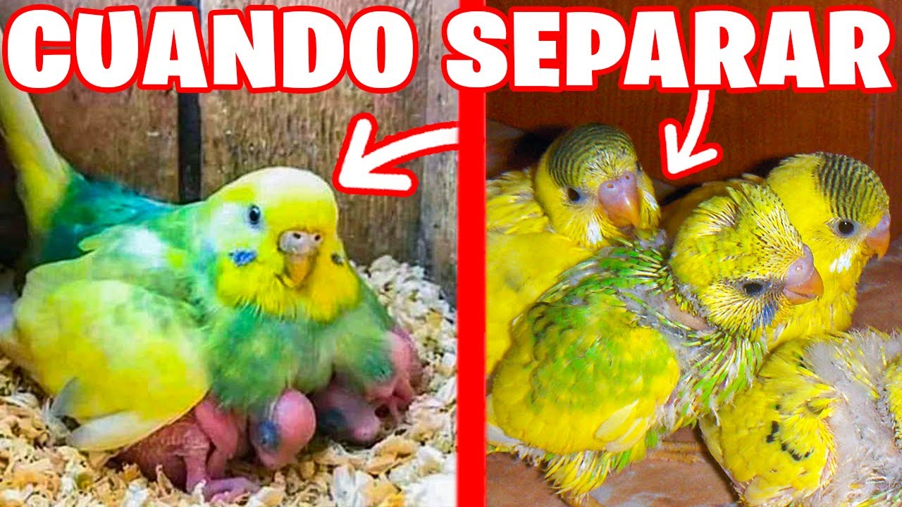 CUANDO SEPARAR UN POLLITO DE PERIQUITO DE LOS PADRES