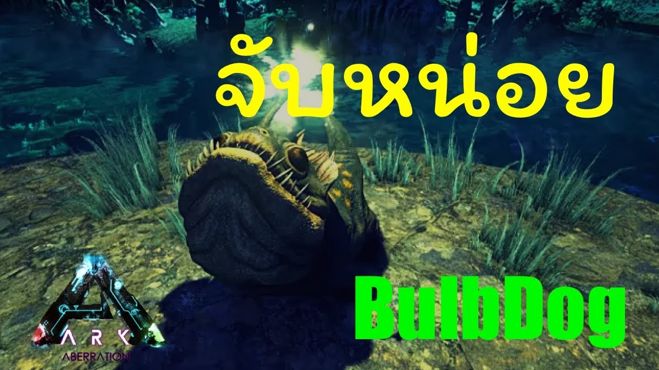 แนะนำวิธีจับ BulbDog