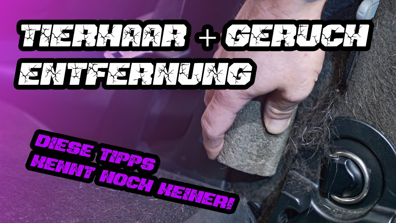 Tierhaarentfernung und Hundegeruch! // Diese Tipps und Tricks kanntest du noch nicht! // Das HILFT!