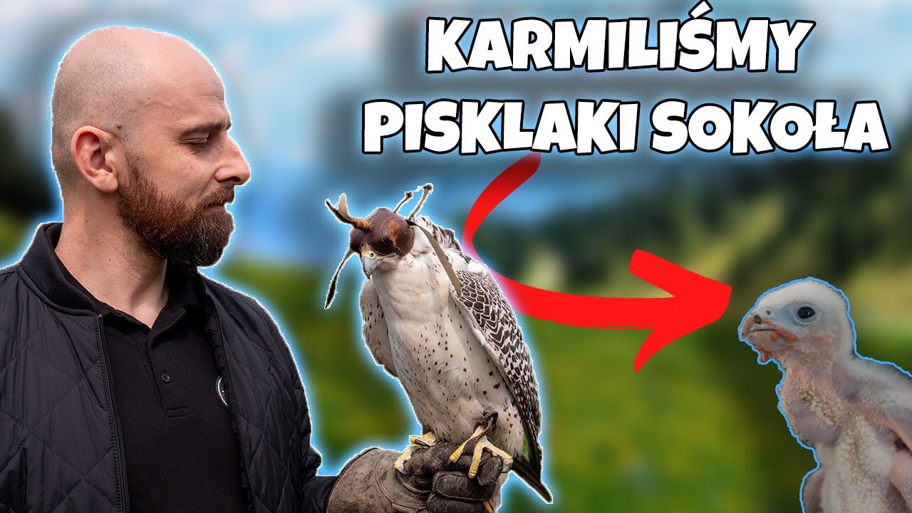Karmiliśmy małe sokoły - czy sokolnictwo to dochodowe zajęcie czy wymagające poświęceń hobby?