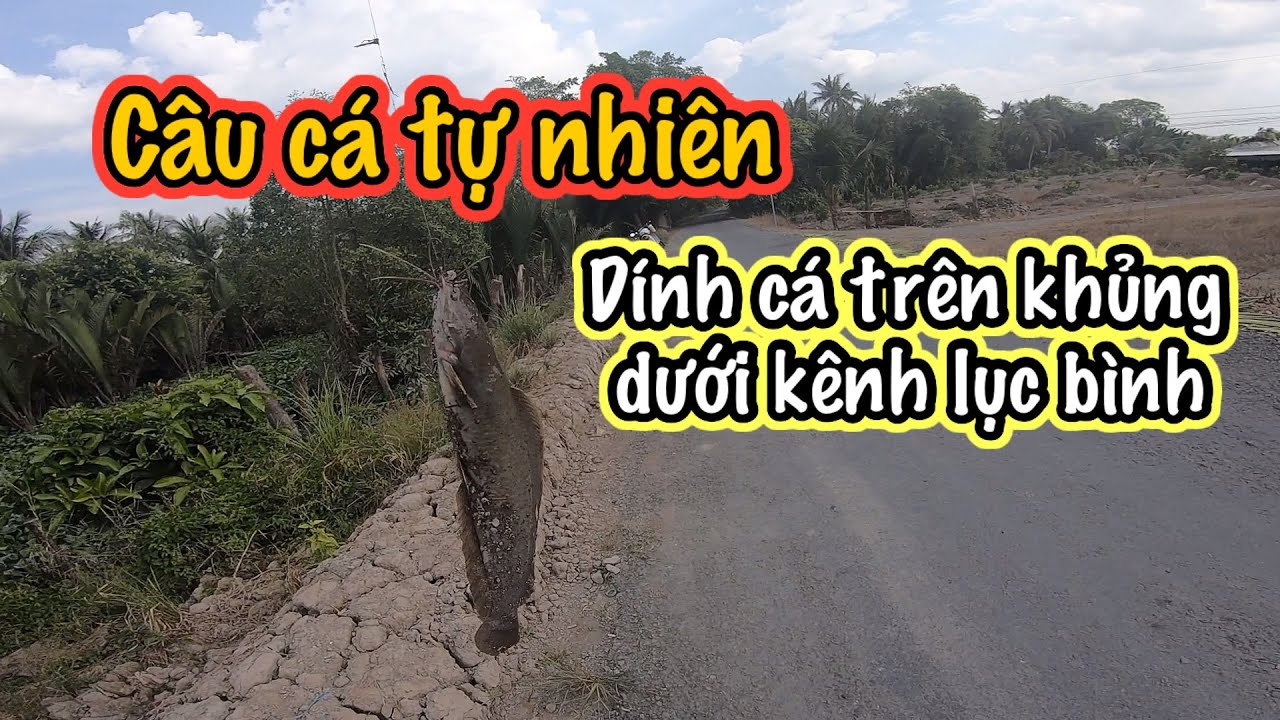 Câu cá tự nhiên va phải hàng khủng dưới kênh lục bình với mồi câu khó chịu || Quang Tv