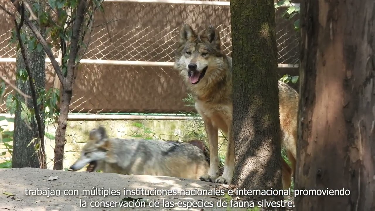 Programa Binacional México - Estados Unidos Para la Conservación del Lobo Mexicano.