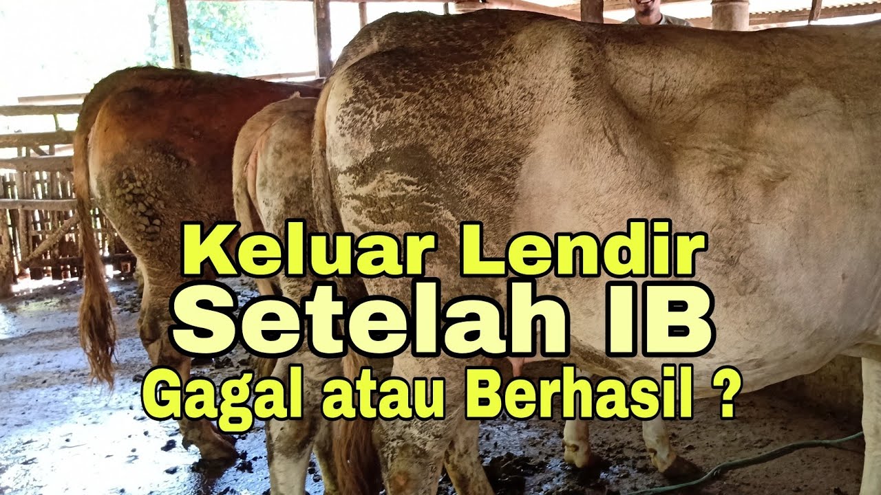 keluar Lendir Setelah IB, Gagalkah IBnya ?