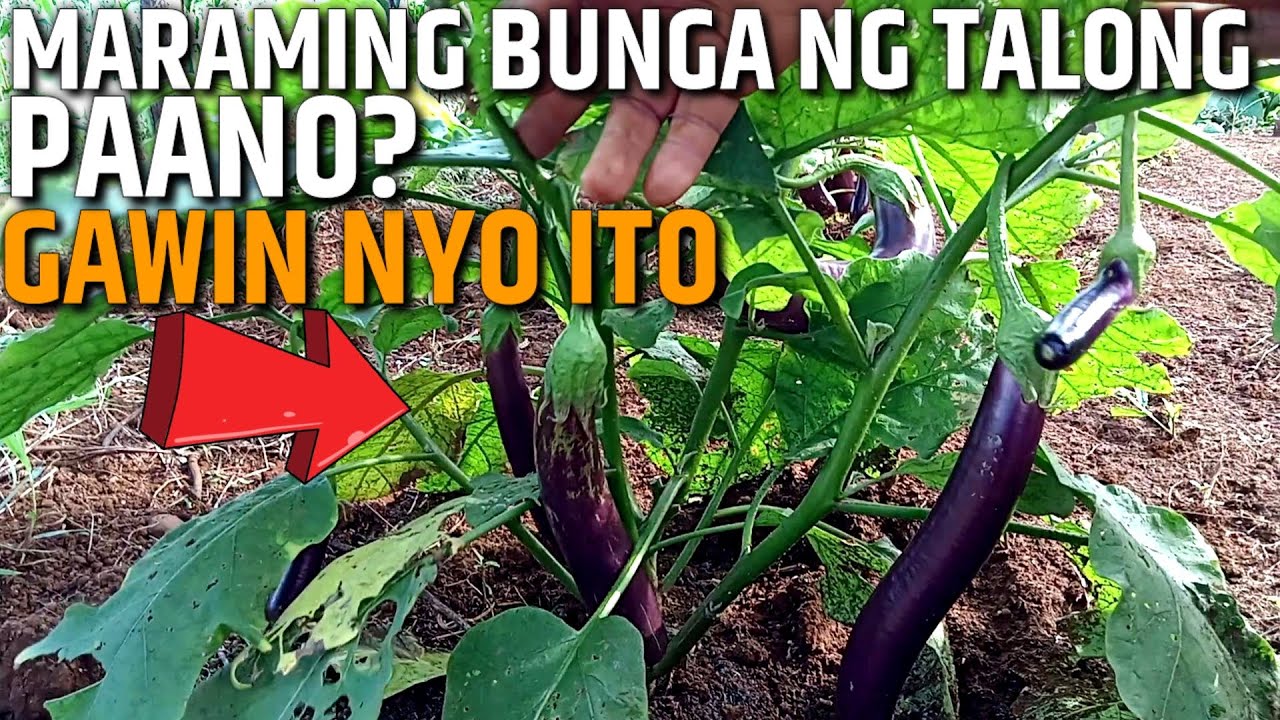 ANG SEKRITO PARA MARAMI ANG BUNGA NG TALONG | PAGKAKAIBA NG NA PRUNING AT HINDI | D' Green Thumb