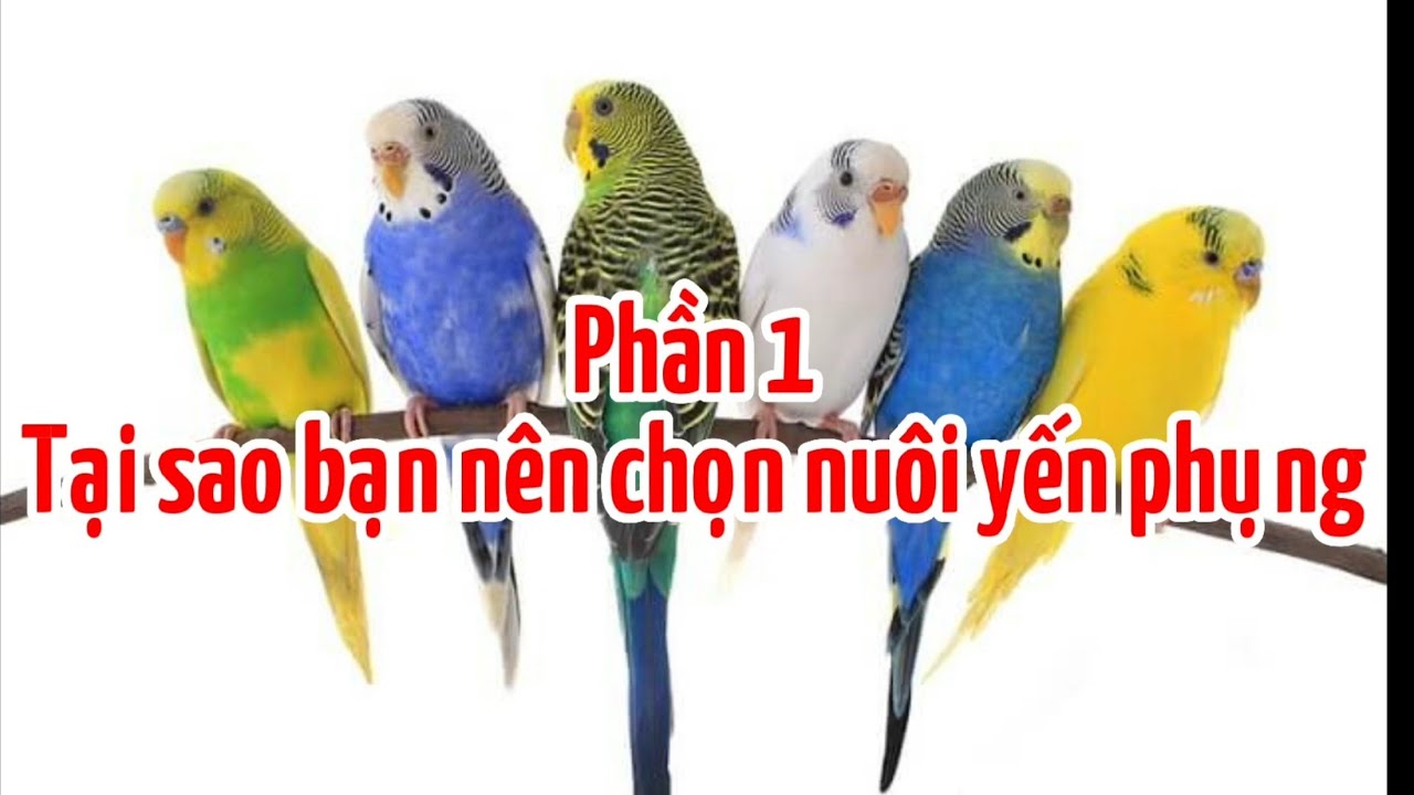 Nuôi Yến Phụng - Phần 1: 6 Lý do cần biết trước khi nuôi Yến Phụng