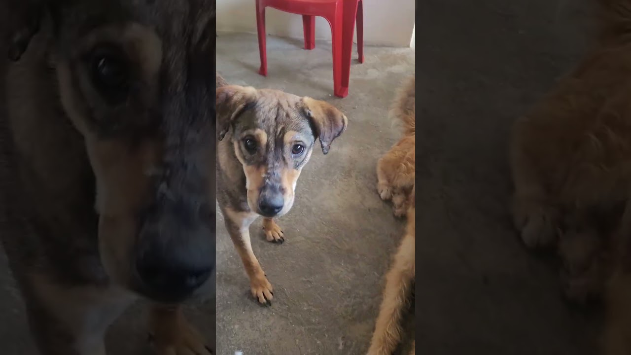 Nadie nos quiere perros