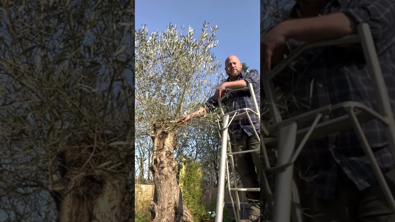 Spring pruning and shaping of olive trees BIG or small
