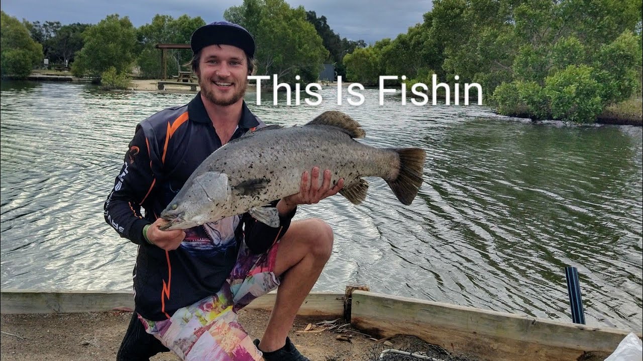 Bli Bli Barra Park Big Barramundi Fishing Ep 59