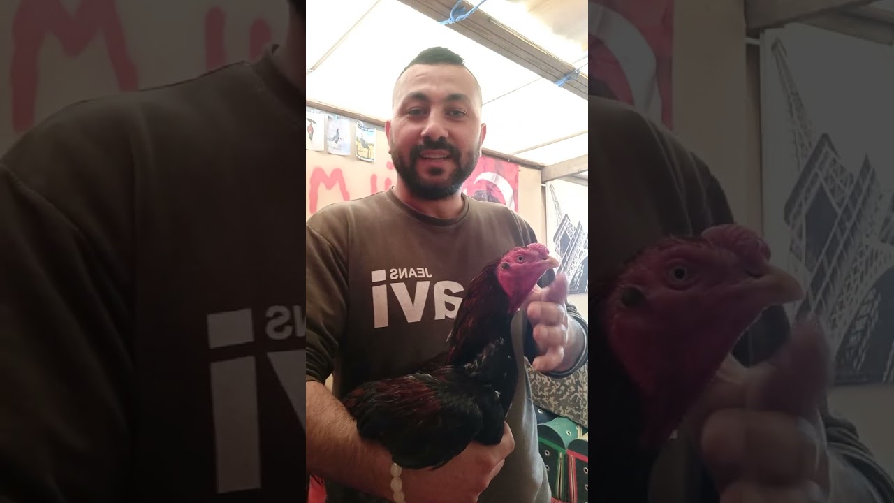 Civciv Bakımı (Özellikle Hint Civcivi Yetiştirenler) #no2