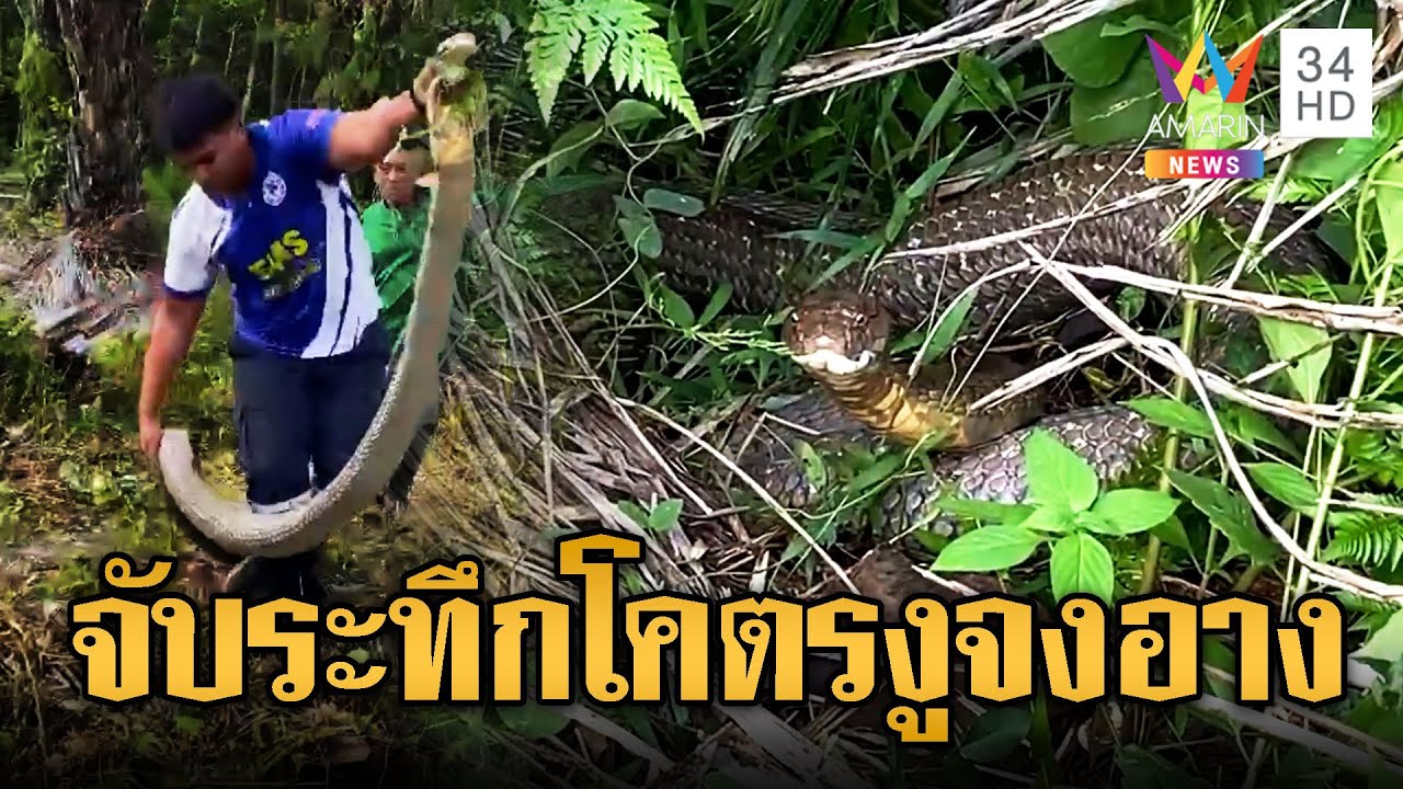 จับจงอางยักษ์ 5 เมตร ซุกโพรงหญ้า | ข่าวอรุณอมรินทร์ | 18/7/68