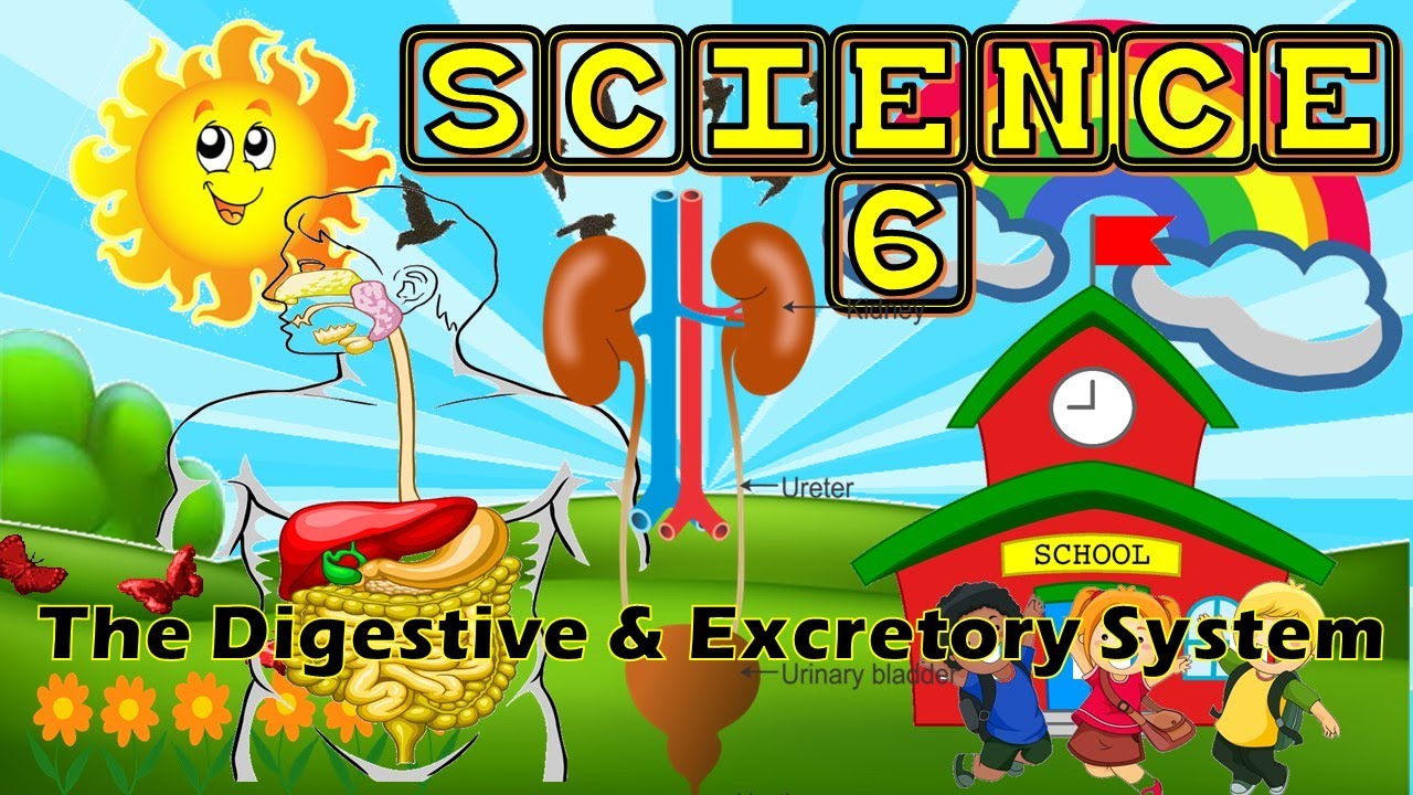 THE DIGESTIVE and EXCRETORY SYSTEM