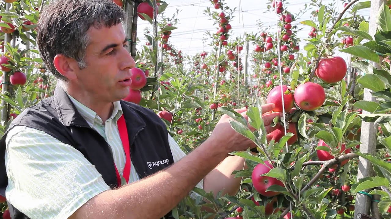 Milwa (Diwa®) - una nuova varietà di mela di Agroscope
