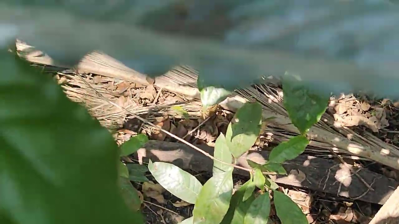 Arceanut & coco fruits ready to harvest||Hari Babu||natural farming 