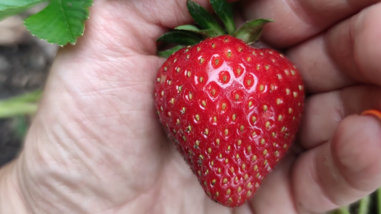 Najlepsze odmiany truskawek. Truskawka odmiany Honeyone, Senga Sengana, Dukat, Pandora, Gigant