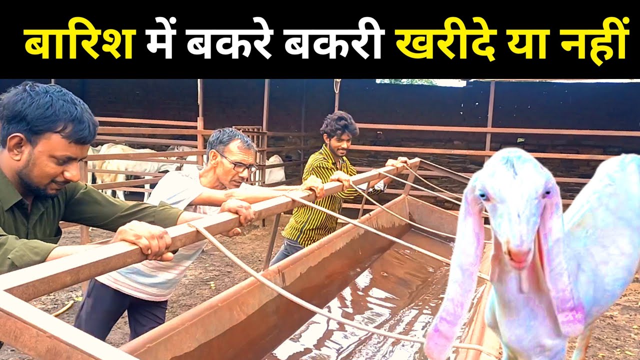 बारिश में बकरे बकरी खरीदे या नहीं | @EGPShorts  | dr sukant chawla | GoatFarm |