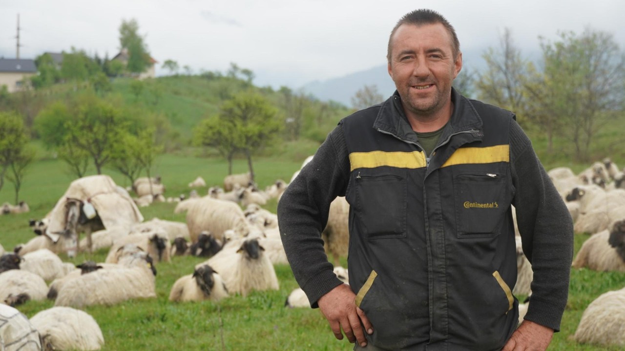 DADO  PRODAO  OVCE   ZA  60 000 MARAKA