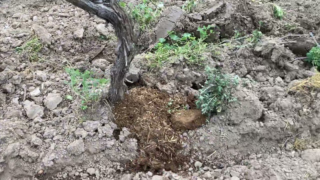 Bağın Diplerine Koyun Gübresi Atıyoruz