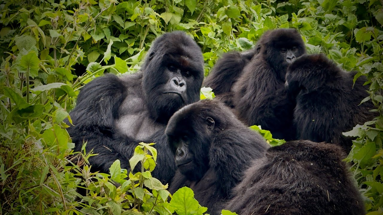 RWANDA NOV 25 PRT 2