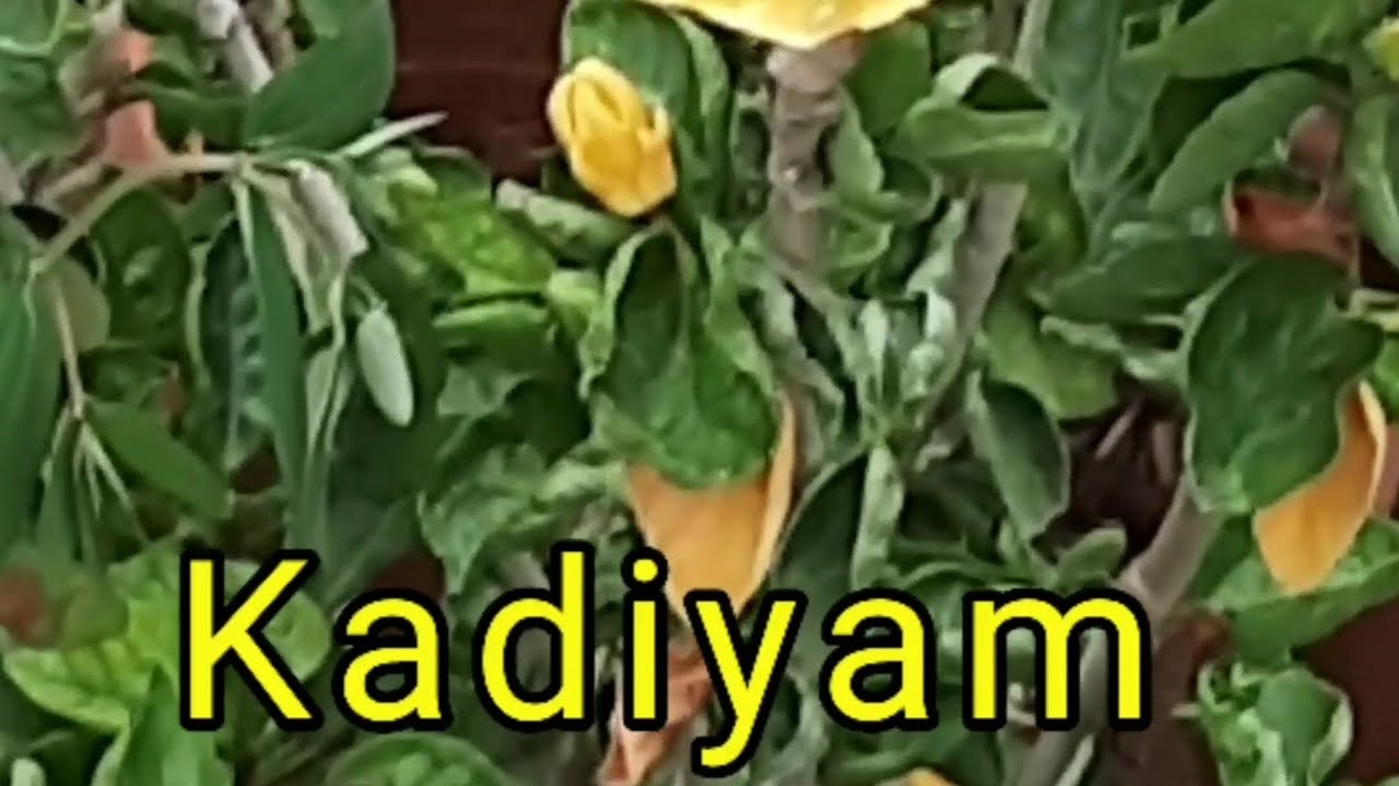 కడియం నర్సరీ రాజమండ్రి | ప్రపంచ ప్రఖ్యాత వనం | Kadiyam Nursery 