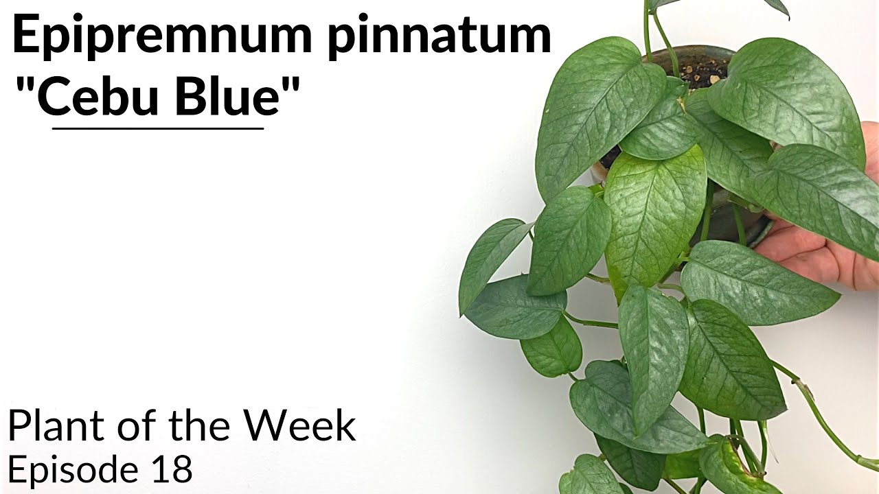 How To Care For Epipremnum pinnatum 