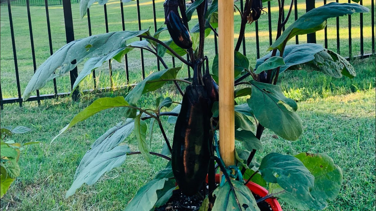 Growing Ichiban Type Eggplants in the container | Ichiban type Japanese eggplant