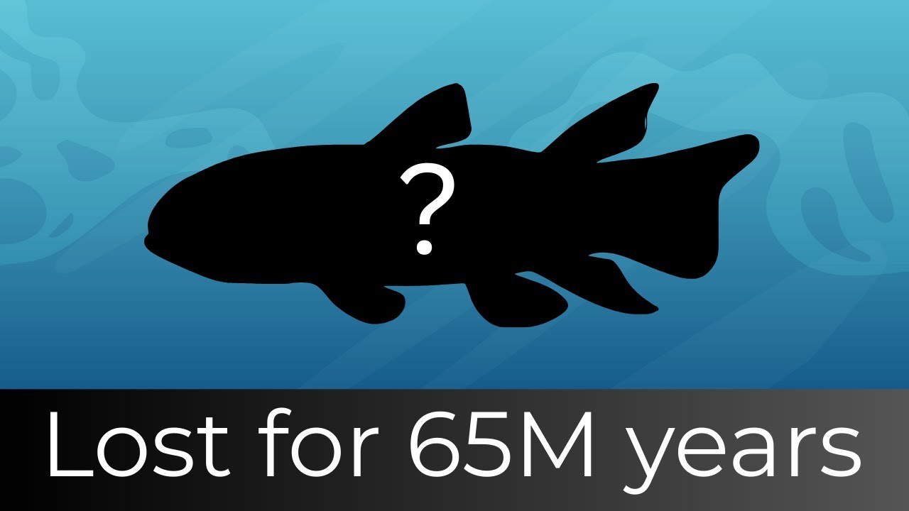 400 million years beneath the sea | A coelacanth story