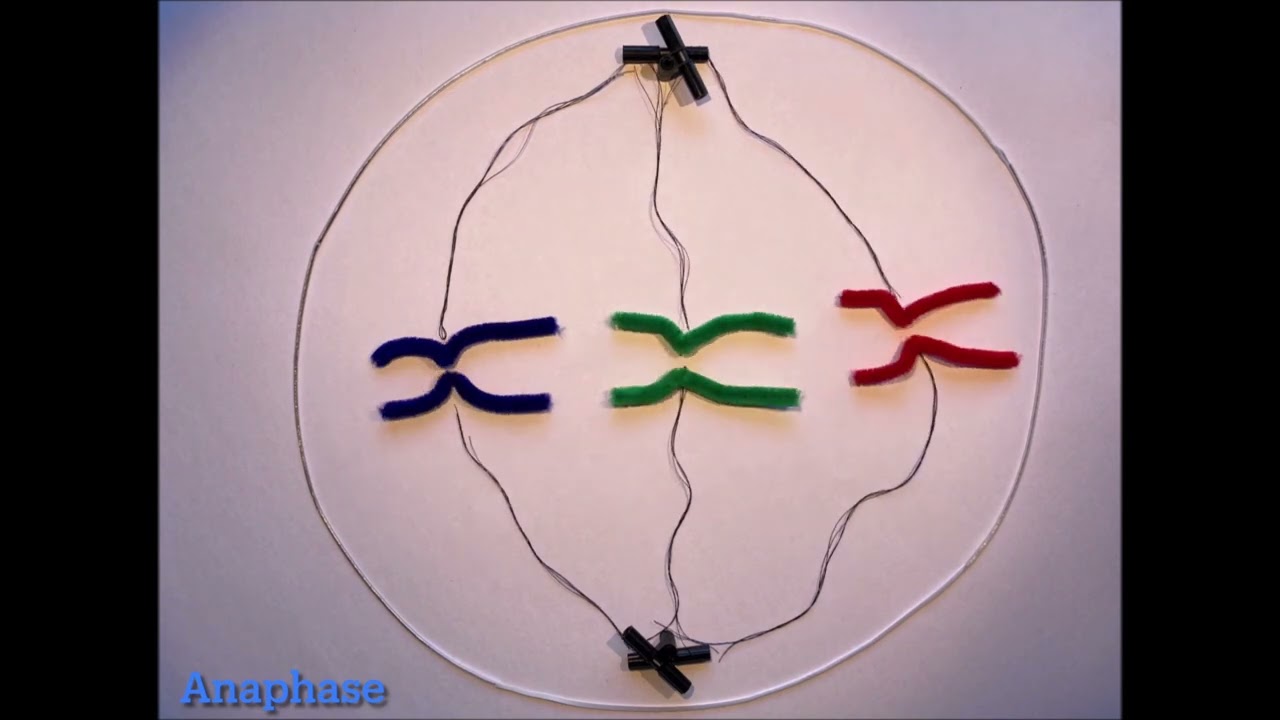 Stop-Motion Film zur Mitose