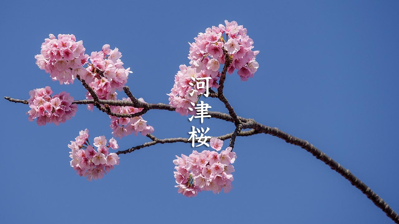 2018 Tokyo first Cherry blossoms (Kawazuzakura) - То́кио -  河津桜 - 4K Ultra HD