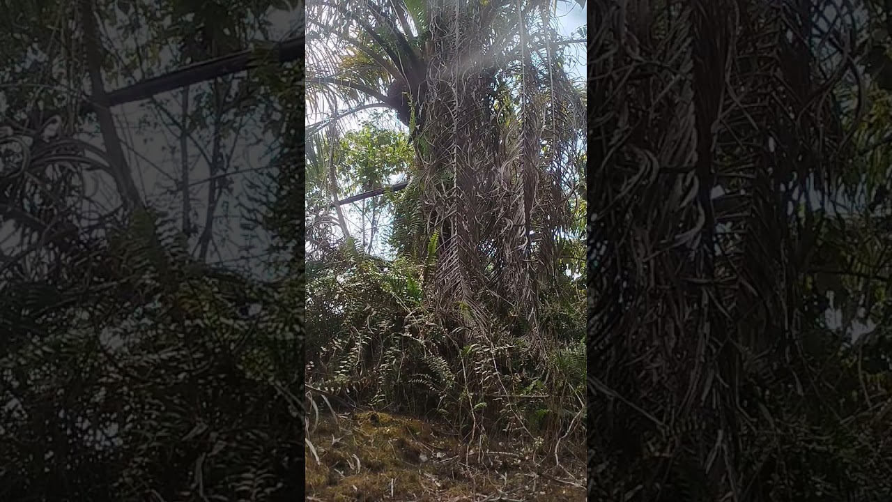 Pohon hantu slm dari kuli sawet Riau 
