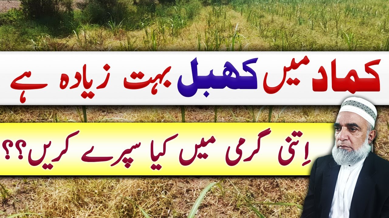 How to control Khabbal from Sugarcane during current hot weather || Crop Reformer