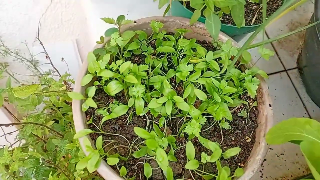 Novidades no quintal. Plantei suculentas.