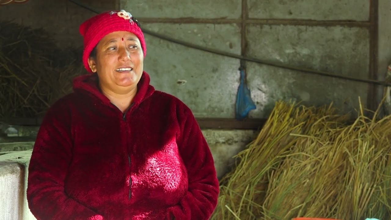 व्यावसायिक गाईपालनले  सहज वनाउदै अन्जु के.सी. को जिवनशैली #aitcnepal #agriculture