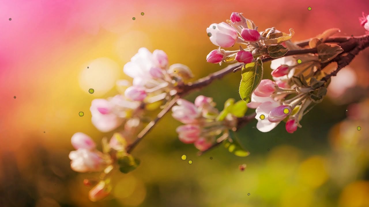 Beautiful Relaxing Music with No Loops   Stunning Nature & Calm Music