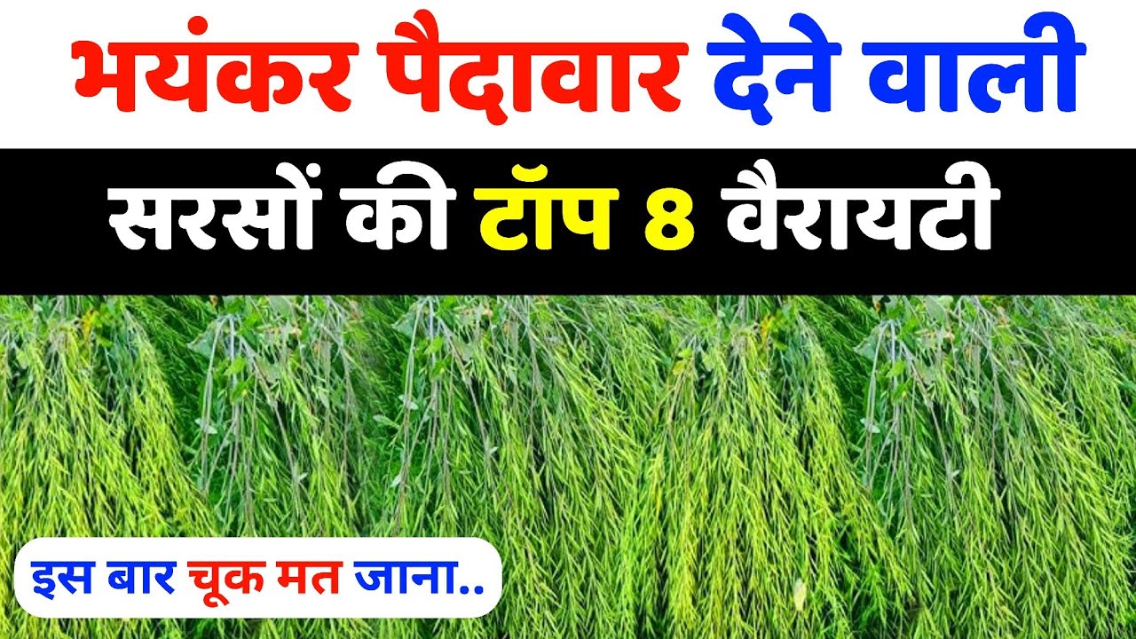 भयंकर उत्पादन वाली सरसों की टॉप 8 वैरायटी | Sarson ki top variety 2025 | Sarson ki hybrid kheti