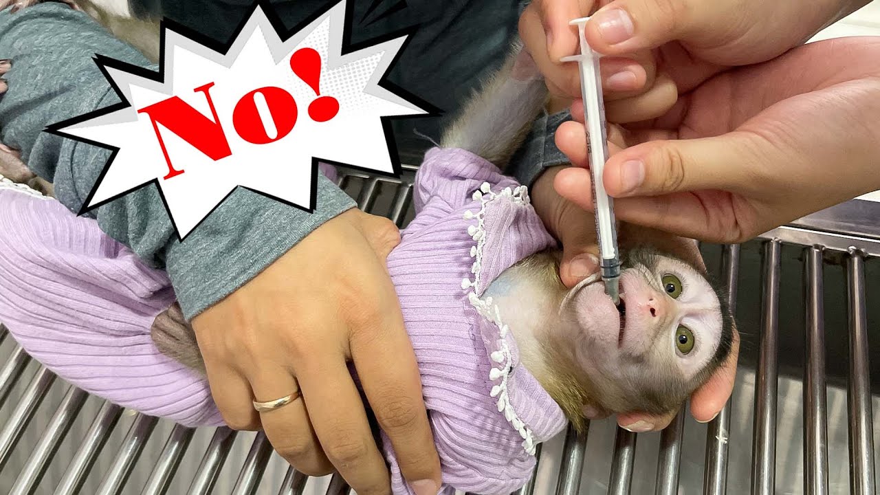 Mom took baby monkey Annie to the hospital for a medical examination