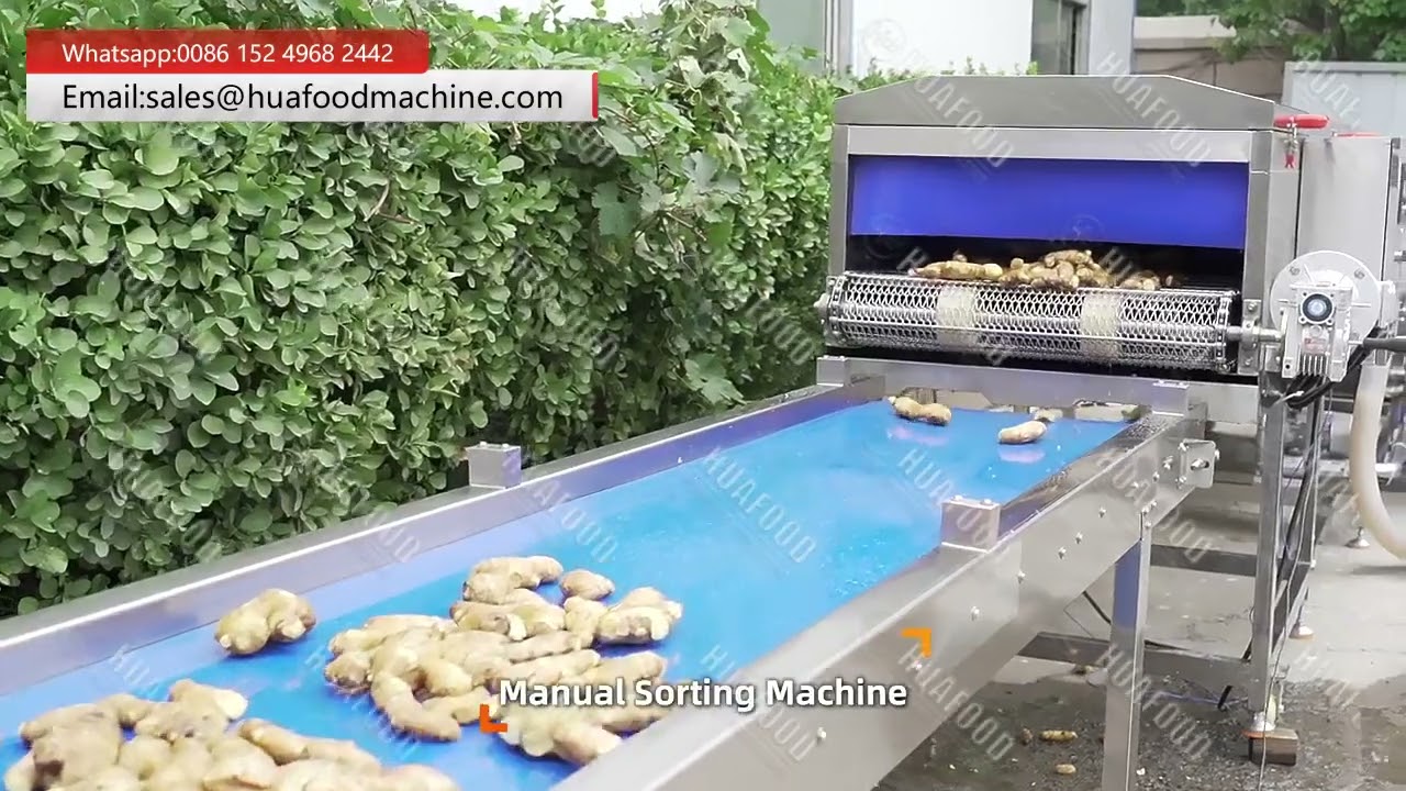 Automatic Ginger Cleaning Machine With Dryer  Ginger Washer