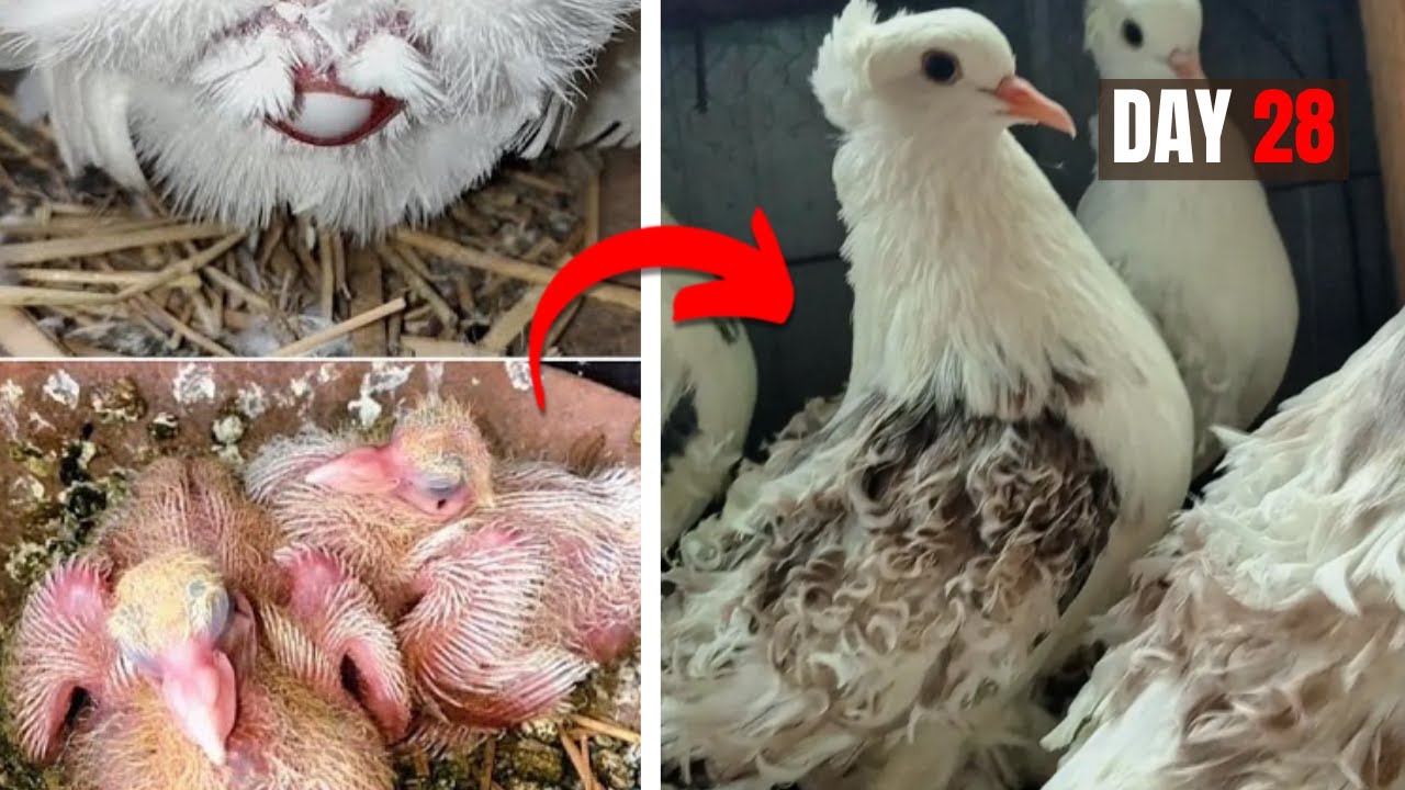 Pigeon baby growth video from 1 day to 28 days | Frillback Pigeon
