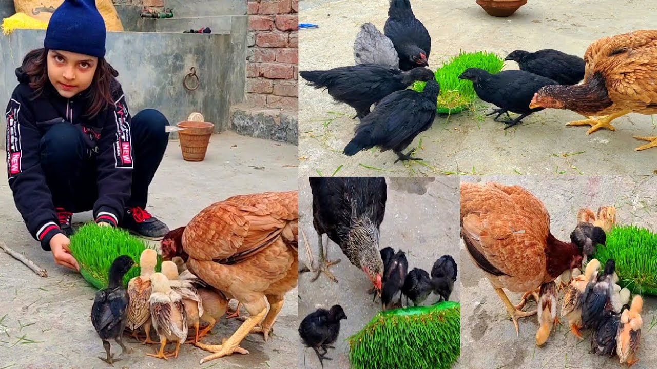 Energy feed for chickens || Best food naturally rich in vitamins and calcium for chicks growth