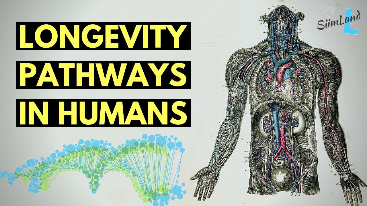 Anti Aging and Longevity Pathways in Humans (Full Video Lecture)