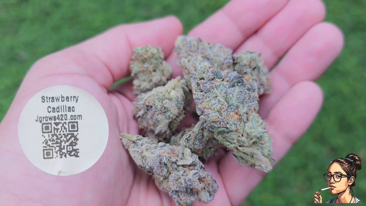 Клубничный Кадиллак | JGrows