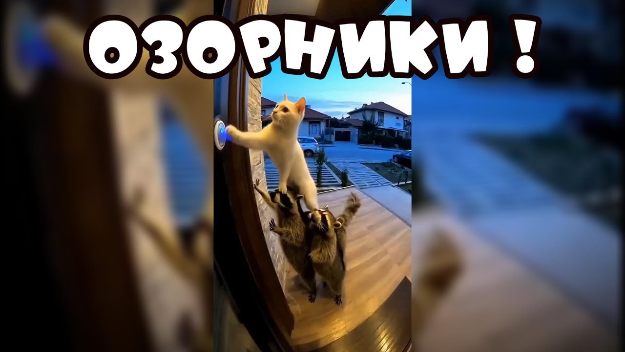 Озорники #забавныеживотные #поржать