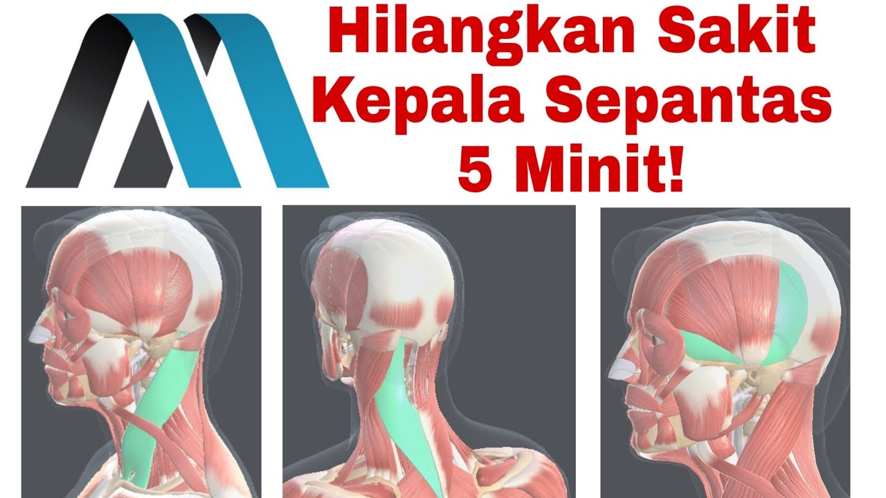 ☑️ 6 Point Urut Sakit Kepala/ Migrain/ Migraine