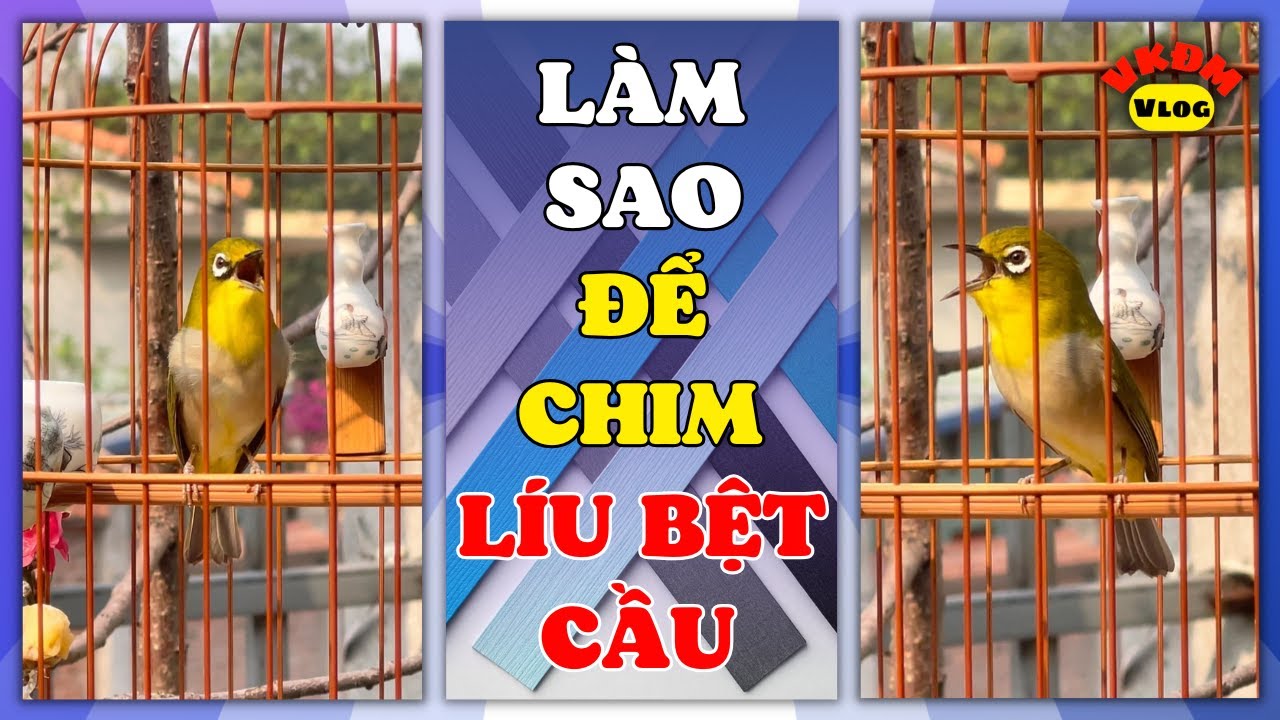 L&agrave;m thế n&agrave;o để chim l&iacute;u bệt cầu | VKĐM