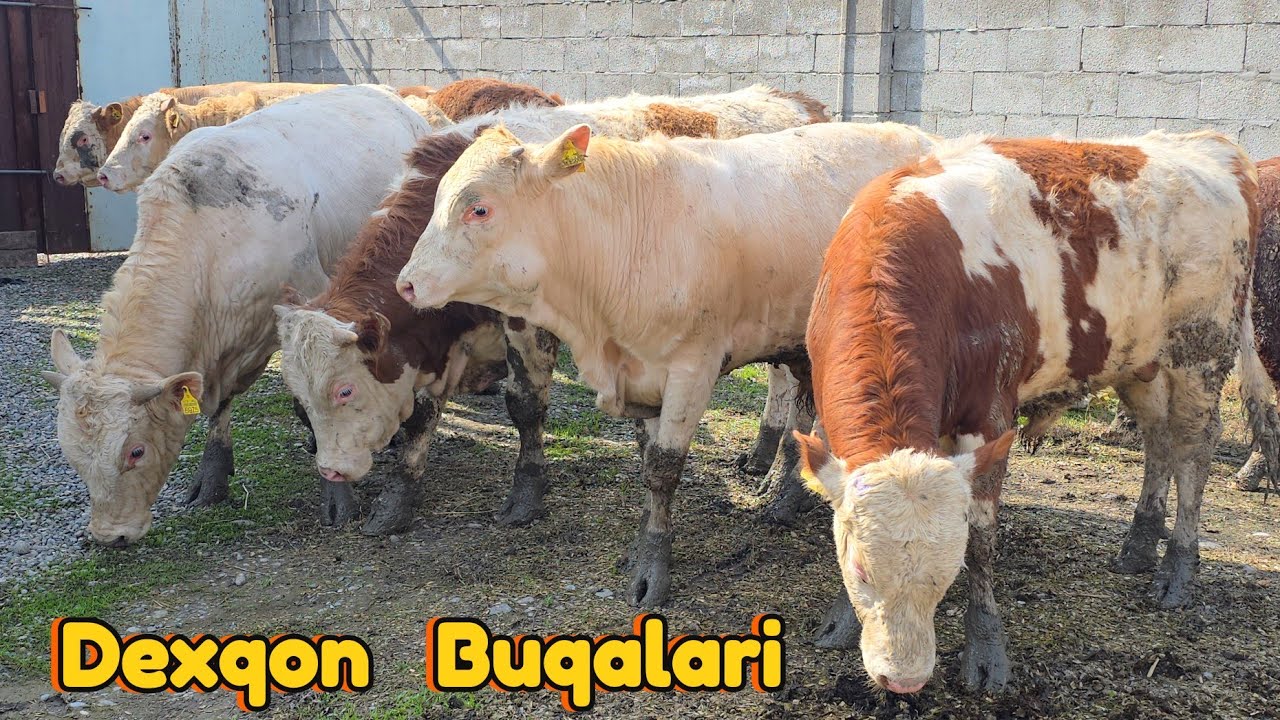 Simental Avlekol  Buqalar Dexqondan 10_Bosh Shoshilamiz 14-mart, 2026