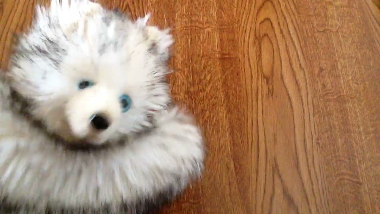 Husky et la signification des mots, est-ce le sens propre ou le sens figuré ? (vidéo sous-titrée)