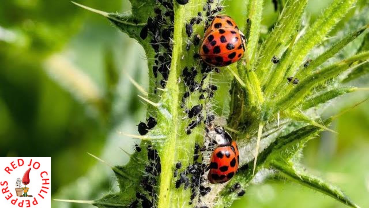 Coccinelle VS Afidi
